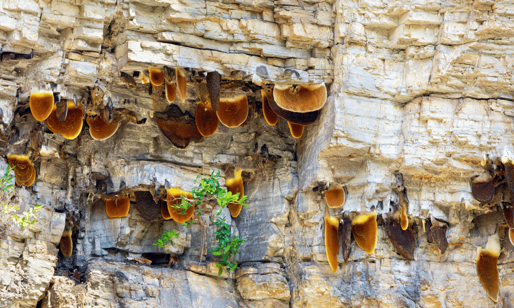 Honey Hunting in Nepal-11 Days